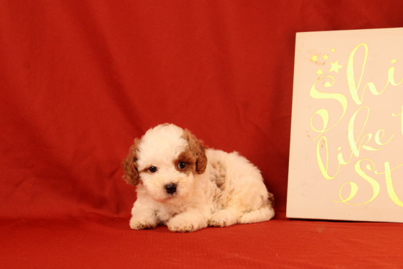 puppy, for, sale, Cavapoo, Matthew B. Stoltzfus, dog, breeder, Gap, PA, dog-breeder, puppy-for-sale, forsale, nearby, find, puppyfind, locator, puppylocator, aca